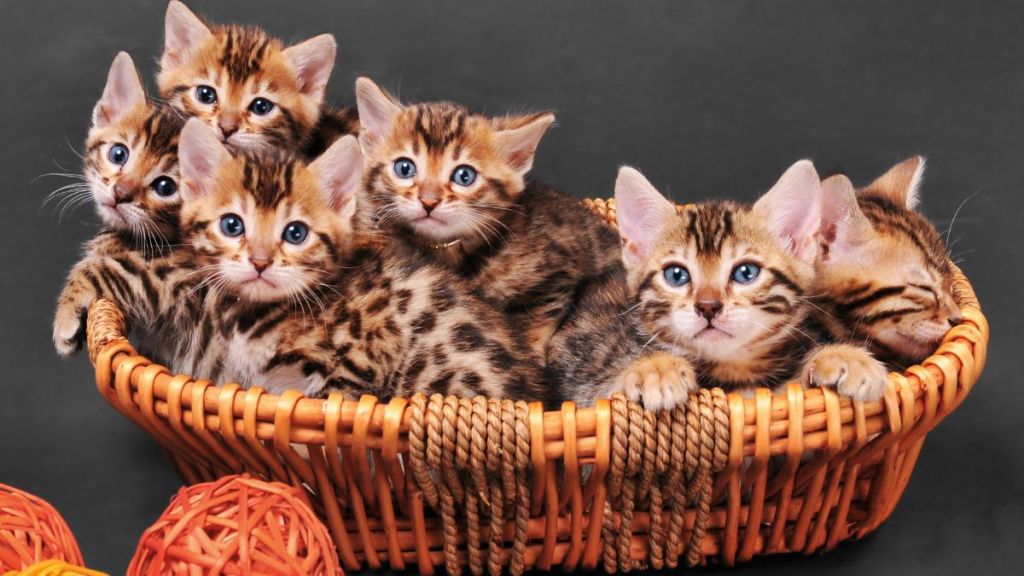 Bengal kittens in wicker basket. Studio shot on gray background.