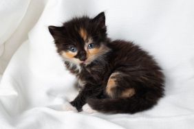 Cute tortoiseshell kitten cat sitting on white sheet background.