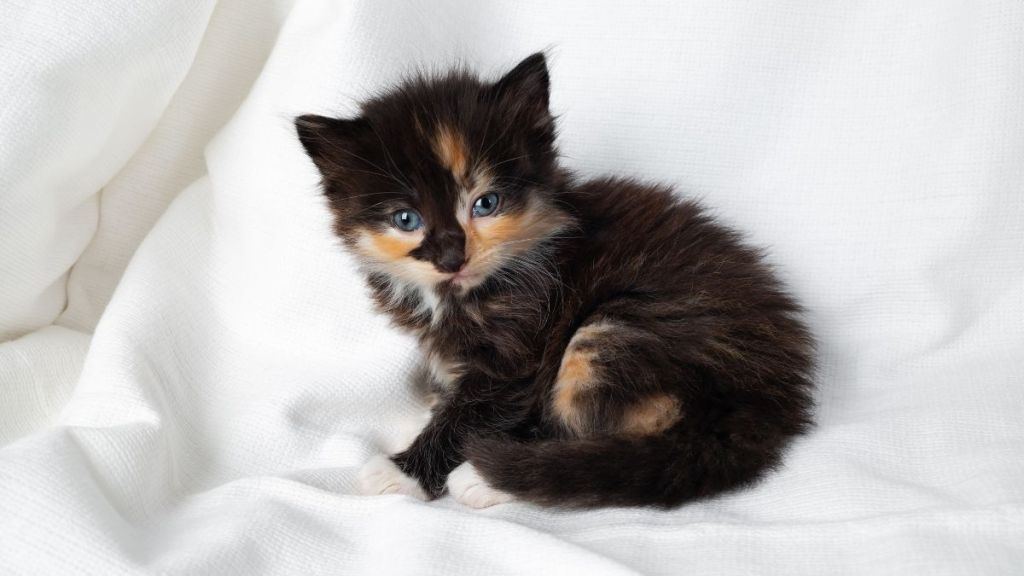 Cute tortoiseshell kitten cat sitting on white sheet background.