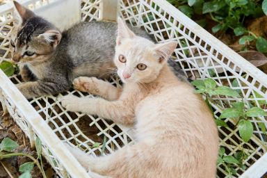 Abandoned cats sitting in a broken plastic container