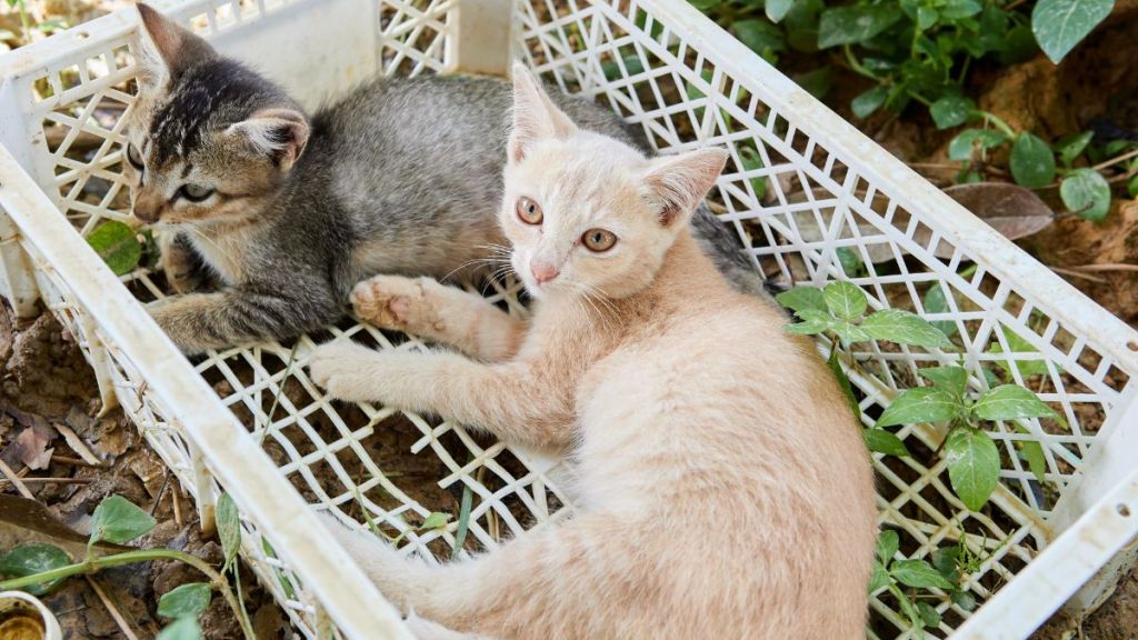 Abandoned cats sitting in a broken plastic container