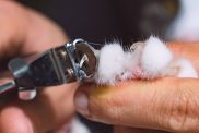 Close up of cat claws trimming with nail clipper or claws trimmer. University of California-Davis is looking for foster parents with kittens to help lessen their stress while grooming.