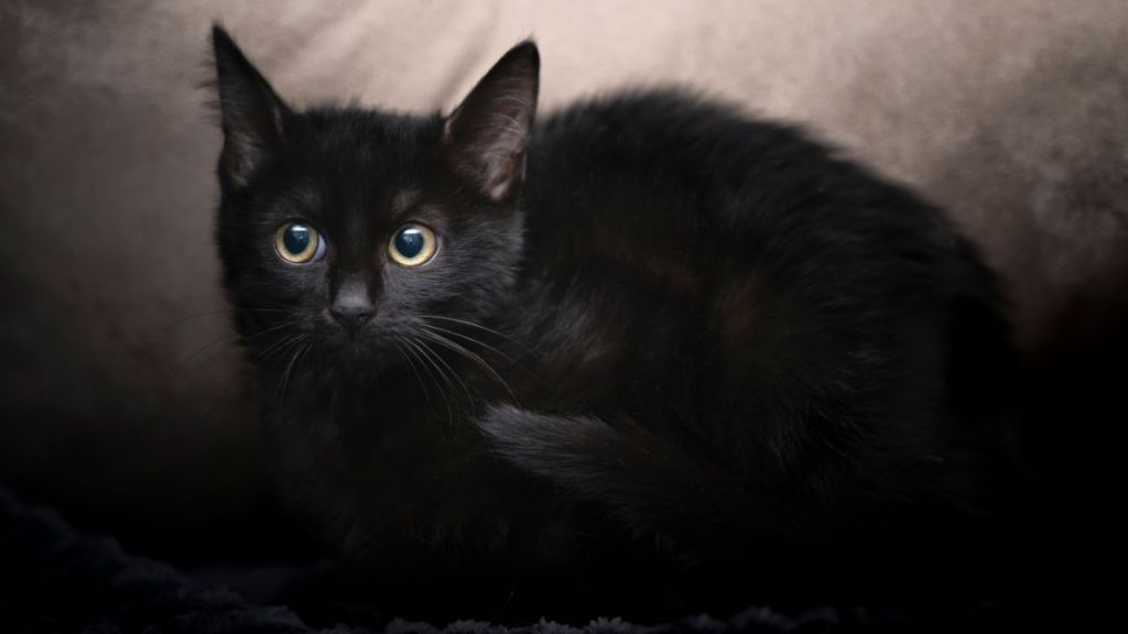 A black cat with large yellow eyes observes his surroundings uncertainly. Looks similar to the kitten who was rescued from a storm drain in Denver, Colorado.