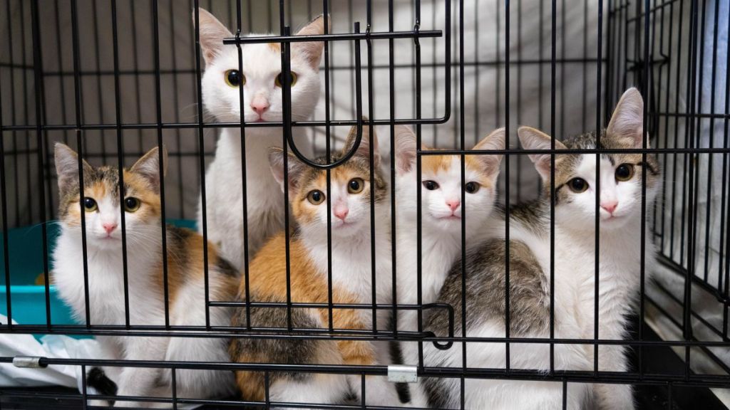 Cat family in a cage in a shelter, similar to the one a TikTok influencer helped raise funds for to save several felines in Texas.