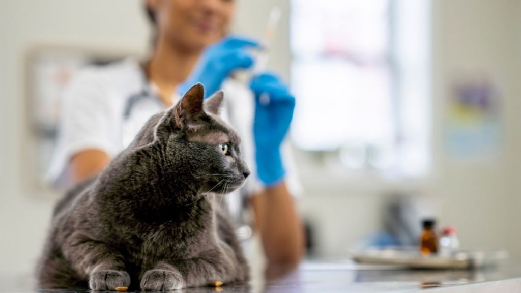 A female veterinarian prepares a rabies vaccination for a cat. She is dressed professionally in white scrubs and is focused on preparing the needle as the gray feline sits still on the examination table with some treats.