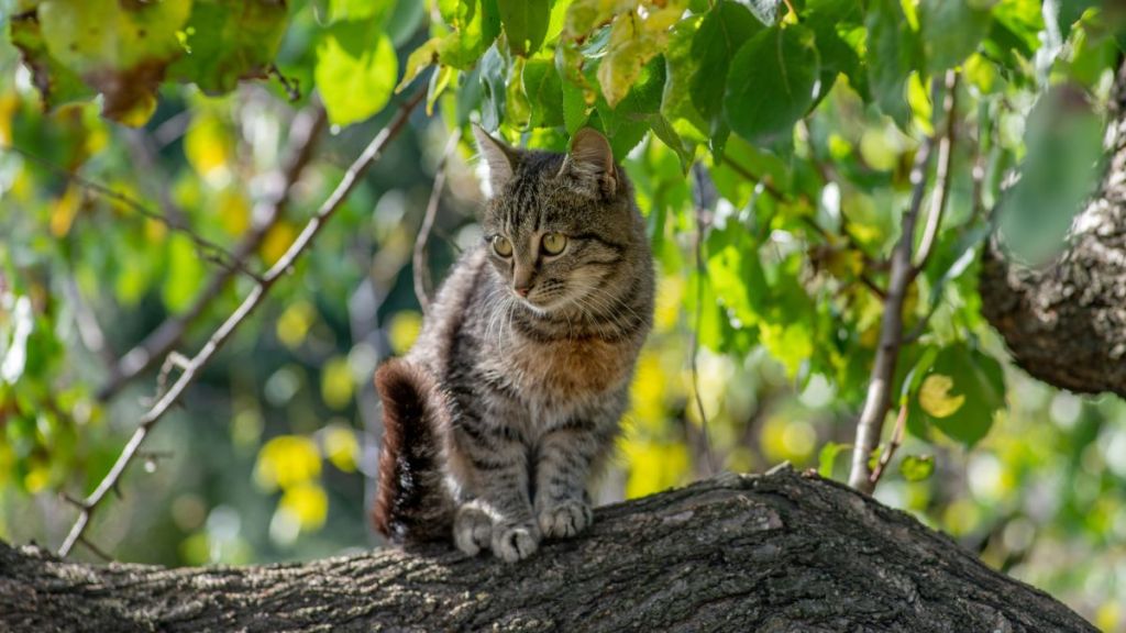 Gray tabby young cat sitting on a tree branch, similar to the kitty who survived a 70-foot fall in Webster, Massachusetts.