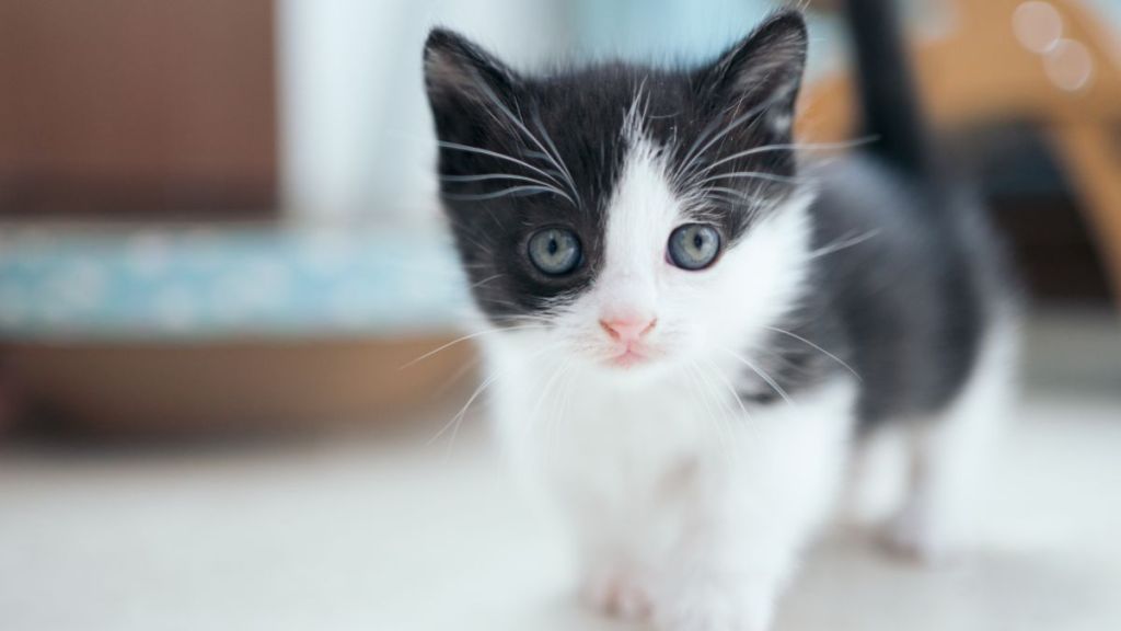 Small black and white kitten, similar to the one rescued off the freeway from under the dashboard in California.