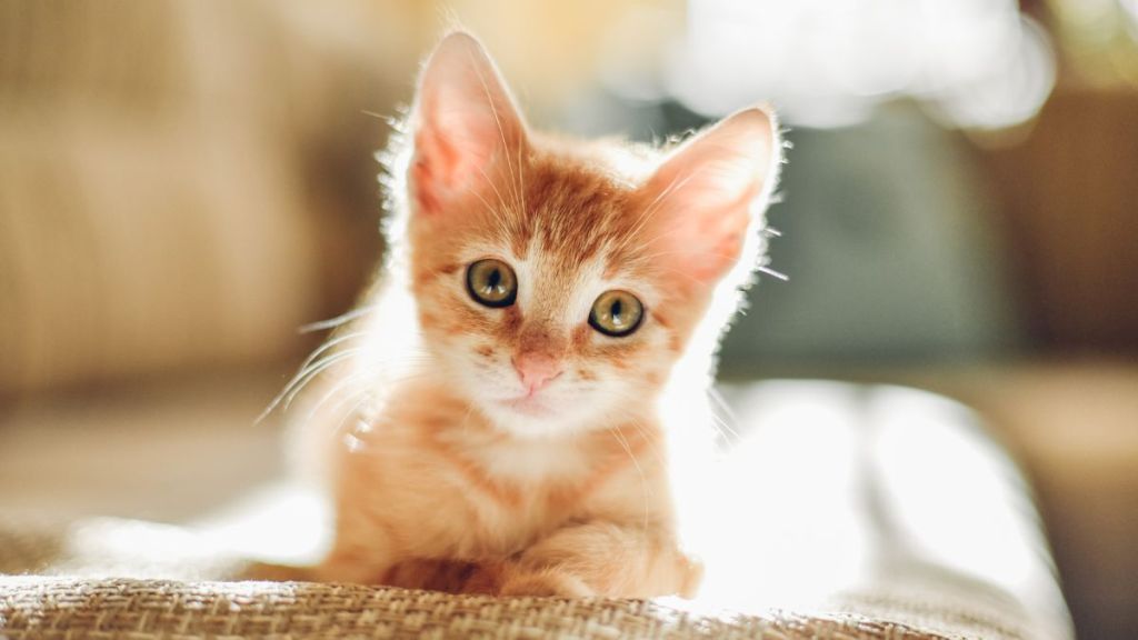 Tiny orange kitten, similar to the one rescued from a car muffler by firefighters in Howell, Michigan, tilting their head sideways, looking into the camera.