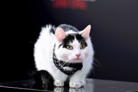 Schnitzel the cat, the OG feline behind the viral A Quiet Place TikTok challenge, attends the photocall for "A Quiet Place: Day One" at IET London: Savoy Place on May 01, 2024, in London, England.