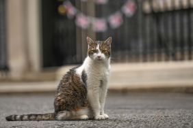 Chief Mouser Larry the Cat sits at the 10 Downing Street during the weekly Cabinet meeting in London, United Kingdom on July 09, 2024.