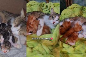 Mama cat loses her kittens and then copes with the pain of losing them by fostering several motherless kittens