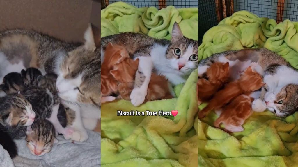 Mama cat loses her kittens and then copes with the pain of losing them by fostering several motherless kittens