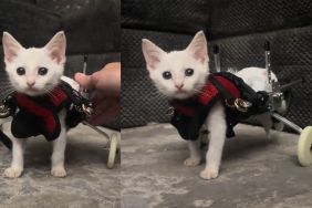 Paralyzed kitten named Scoot taking her first steps in wheelchair in viral TikTok video