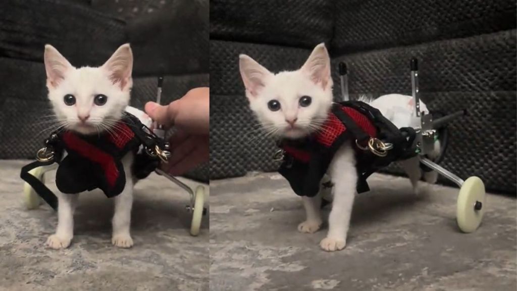 Paralyzed kitten named Scoot taking her first steps in wheelchair in viral TikTok video