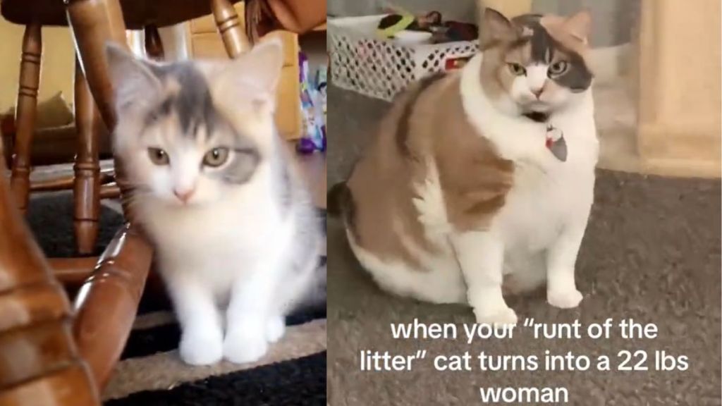 Kitten who was the runt of the litter has a dramatic transformation and grows up into a chonky 22lb cat.