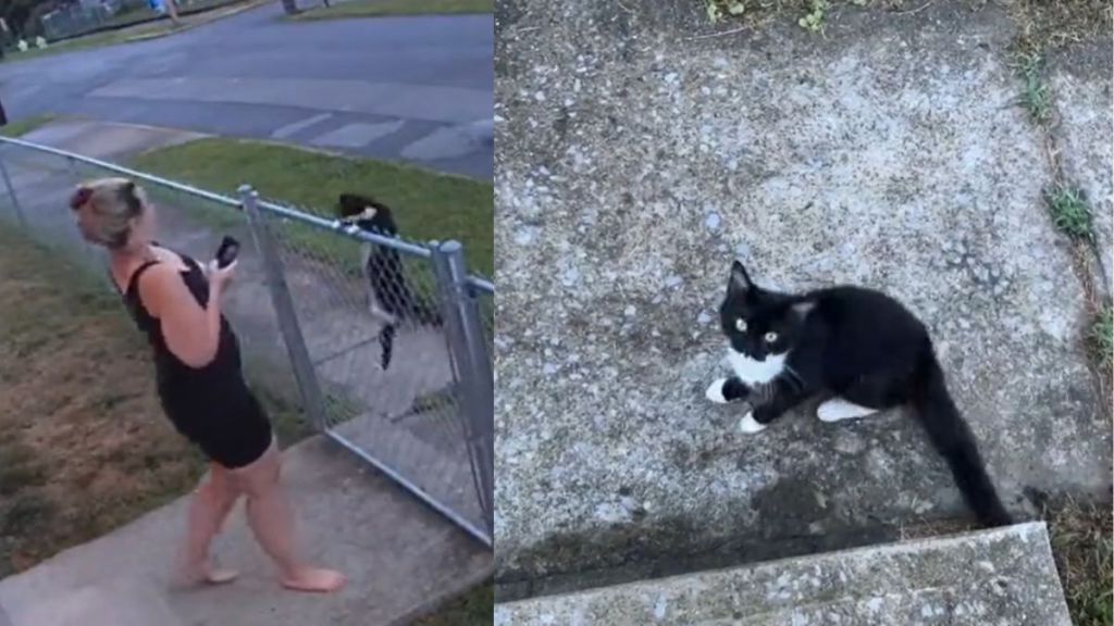 Cat distribution was hard at work as stray chooses dog mom as her human and seeks her help with kittens.