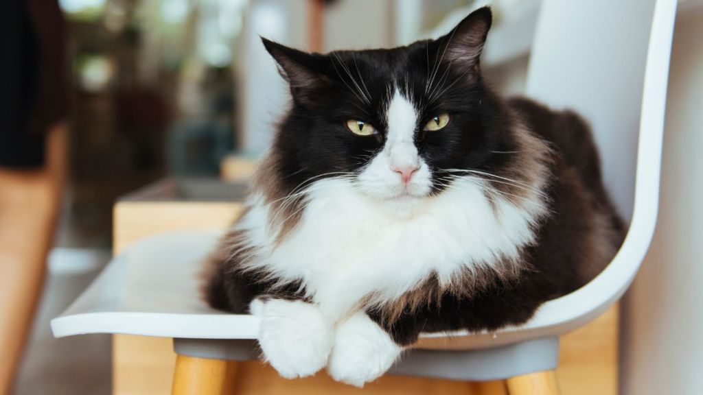 Fluffy cat, who looks similar to the feline who won the cat of the year award, looking at camera, while lying on chair in a house with Scandinavian-style decor.