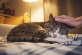 An old cat lying in bed as their owner pets them.