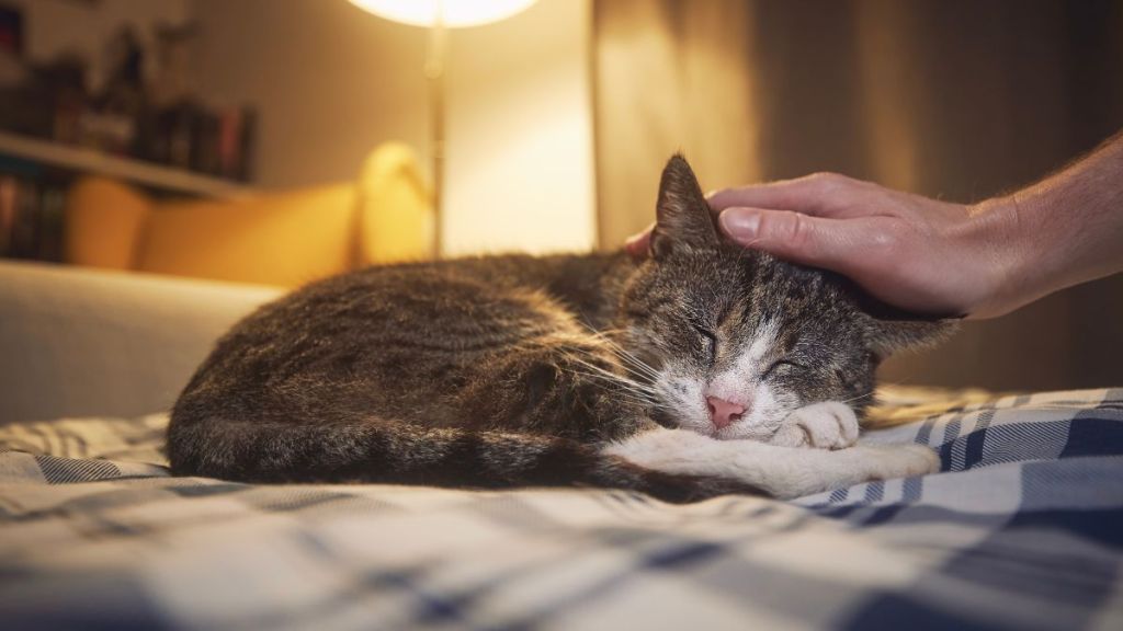 An old cat lying in bed as their owner pets them.