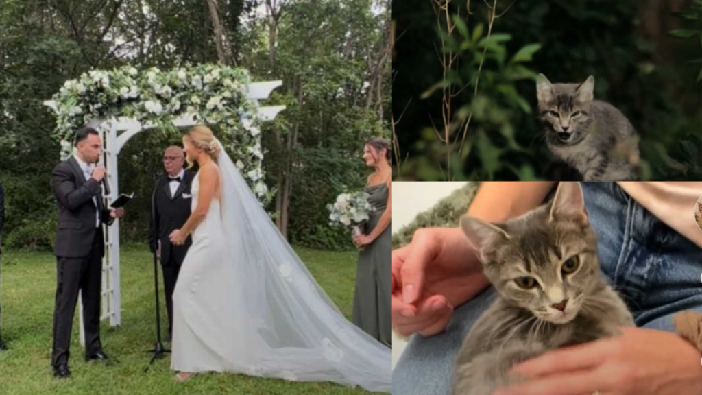 viral wedding kitten