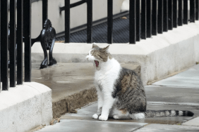 Larry the cat makes an appearance in Downing Street on July 5, 2024 in London, England. The Labour Party won a landslide victory in the 2024 general election, ending 14 years of Conservative government.