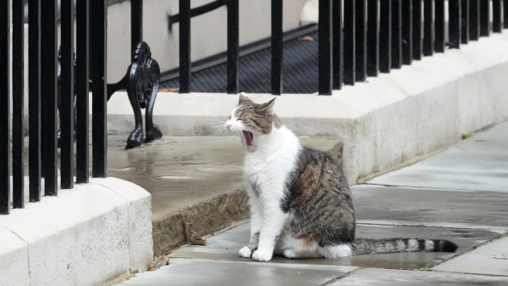 Larry the cat makes an appearance in Downing Street on July 5, 2024 in London, England. The Labour Party won a landslide victory in the 2024 general election, ending 14 years of Conservative government.