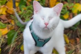 Blind cat Noey goes exploring as he experiences fall for the very first time.