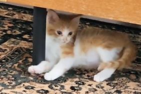 Orange cat playing with chair leg, one of the kittens who follow their foster dad like cute ducklings.