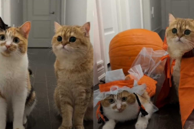 cats posing in their adorable Halloween costumes