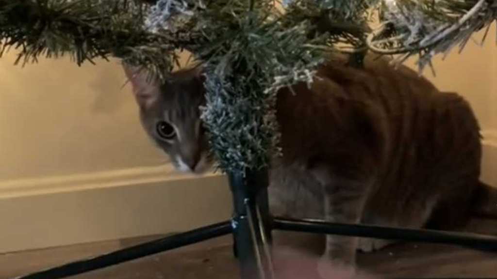 Cat under a Christmas tree