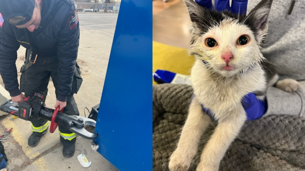 cat rescued