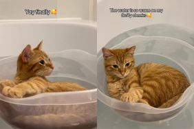 Video showing an orange cat appearing unexpectedly calm while floating in a bowl in a bathtub.