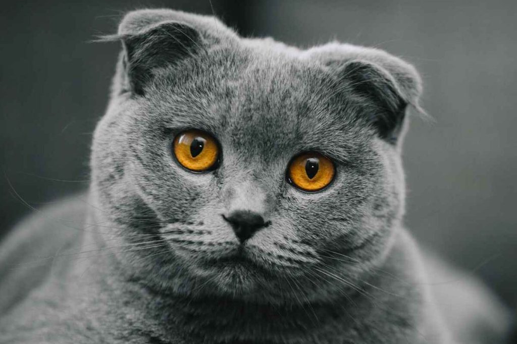 A grey Scottish Fold with piercing amber eyes looks into the camera from a grey couch.