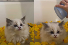 a cat calmly taking a bath