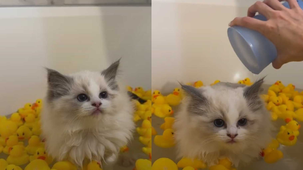 a cat calmly taking a bath