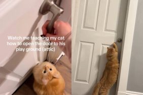 Video of cat opening door.