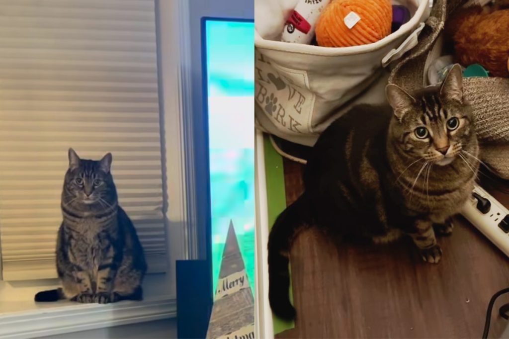 Video of cat next to TV while owner plays video games.