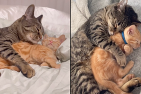 cat video friend sibling loss viral