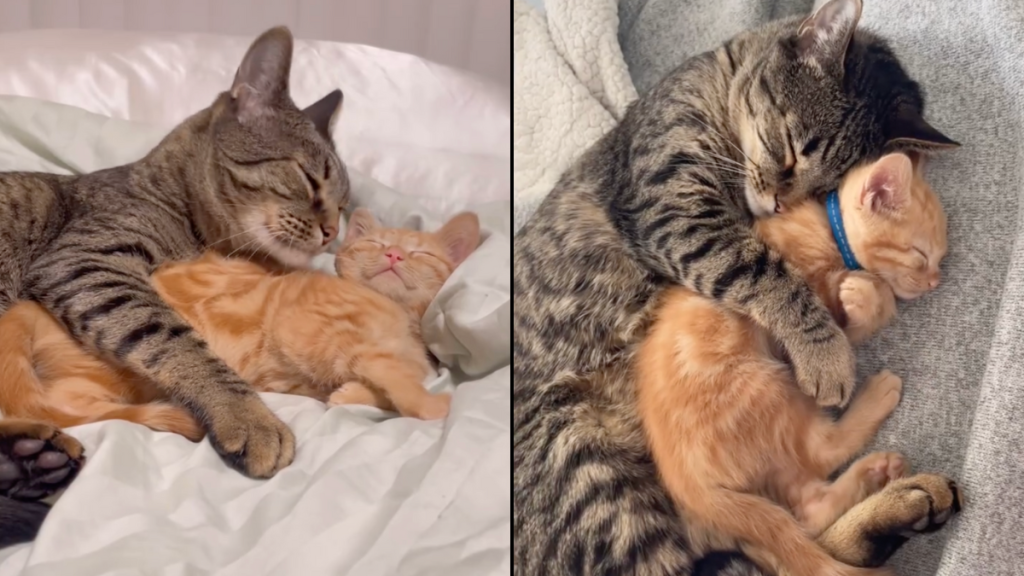 cat video friend sibling loss viral