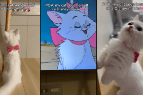 cat disney movie video