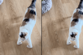 special needs cat talent video