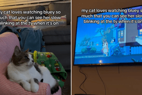 cat Bluey video