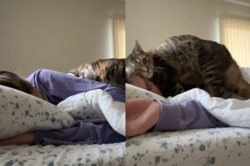 Video of cute interaction between cat and owner.