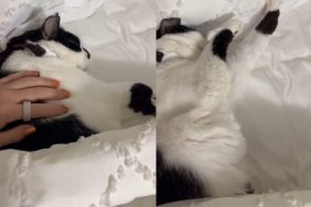 Cat owner can’t make bed