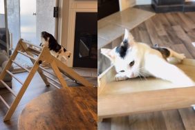 Cat playing on slide.