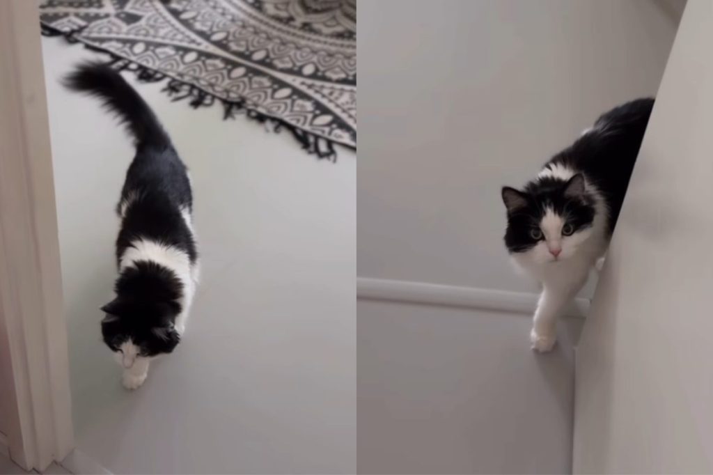 Cat won’t take no for an answer.