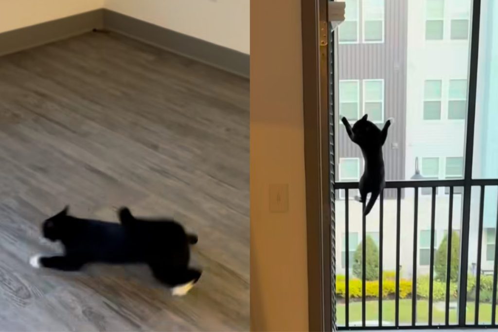 Cat escapes danger in new apartment
