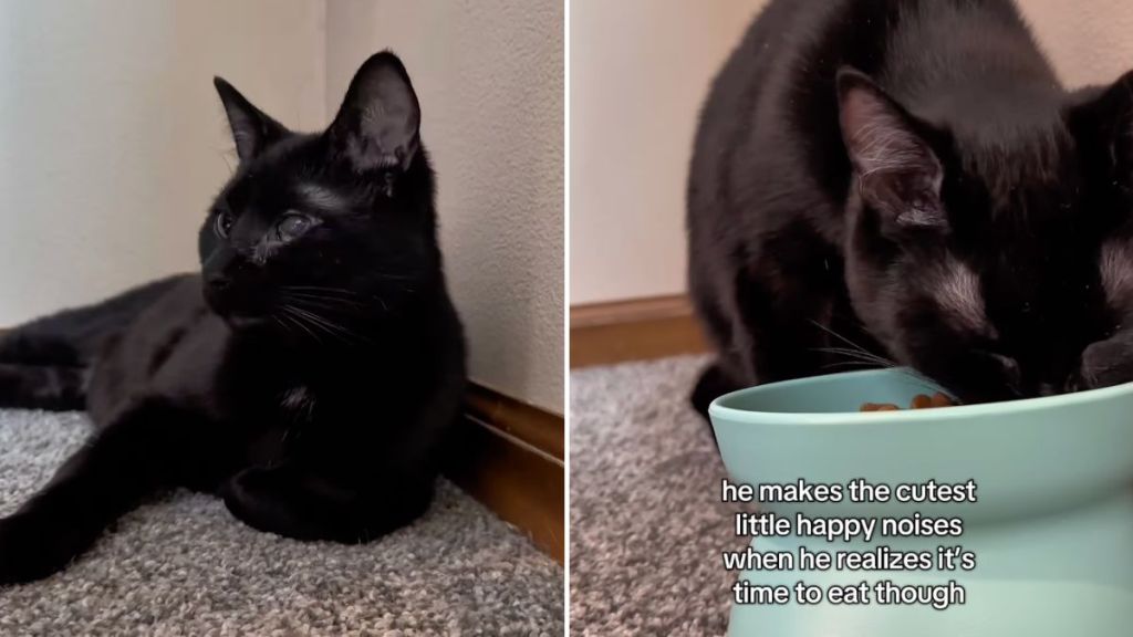 deaf cat happy noises