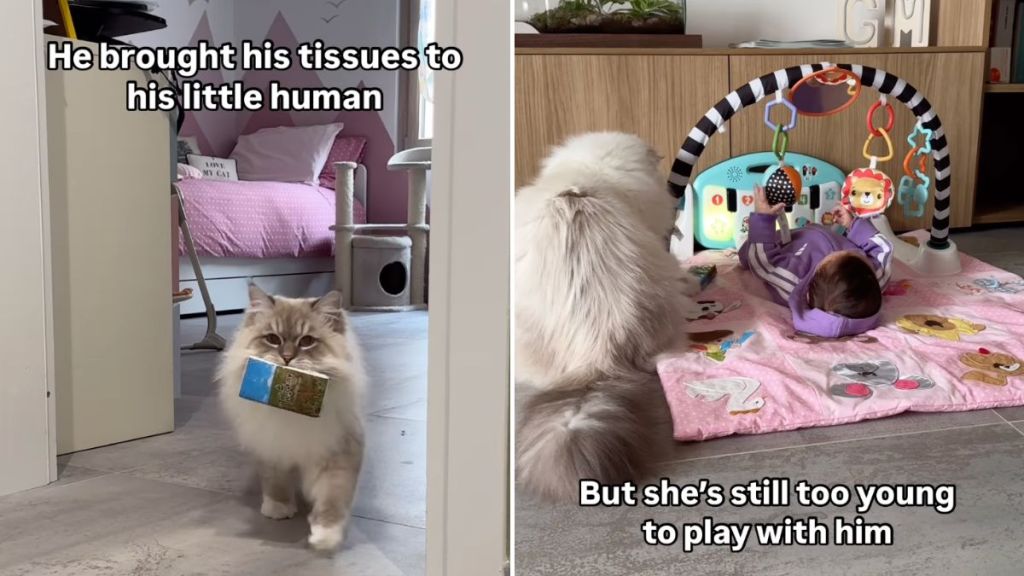 cat play little human