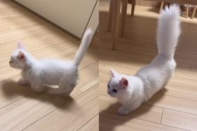 Cat’s tail grows fluffy.